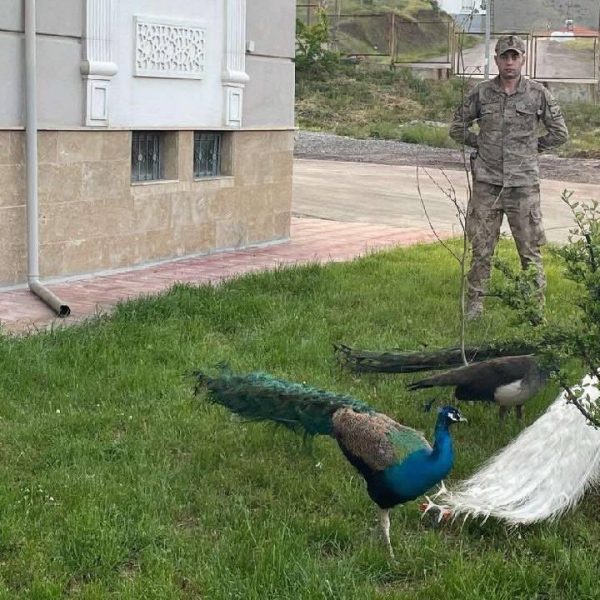 Hakkari'de kaçak olarak ülkeye getirilen 5 tavus kuşuna el konuldu